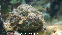 I'm posting this more to find out what it is. I think it ... by Alex Klingen 